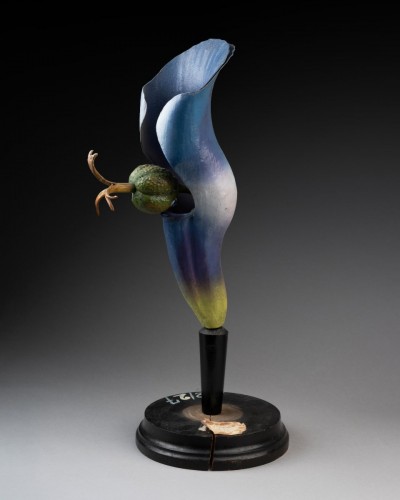 Modèle botanique d'une Consoude (Symphytum officinale) par Paul Osterloh - Objets de Curiosité Style Art nouveau