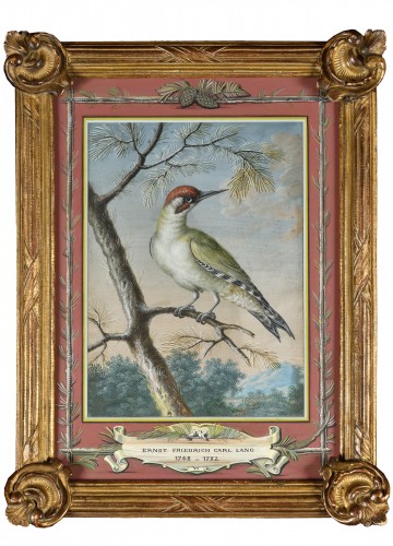 Green wooodpecker - Ernst Friedrich Carl Lang (1748-1782)