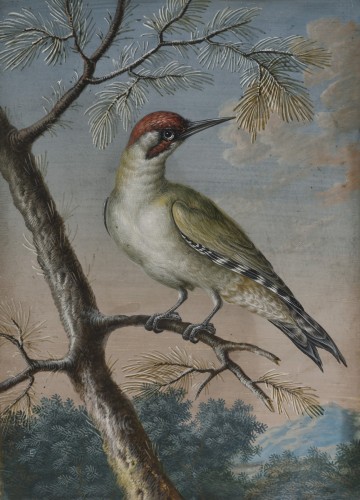 Green wooodpecker - Ernst Friedrich Carl Lang (1748-1782) - Paintings & Drawings Style 