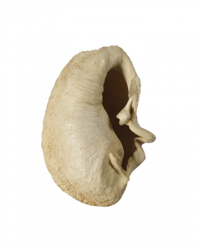 Whale Inner Ear Bone