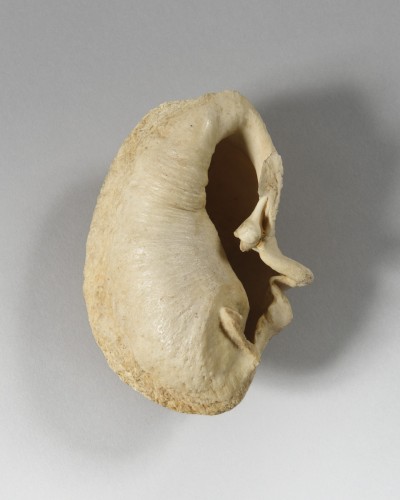 Curiosities  - Whale Inner Ear Bone