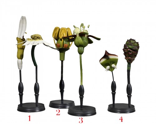 Anatomical model of flowers - Brendel 