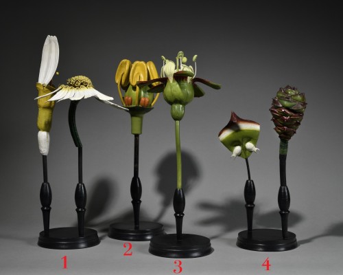 Anatomical model of flowers - Brendel  - Curiosities Style 