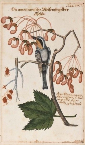 Yellow-throated American Tit - Attribué à Frédéric II de Prusse, 1770