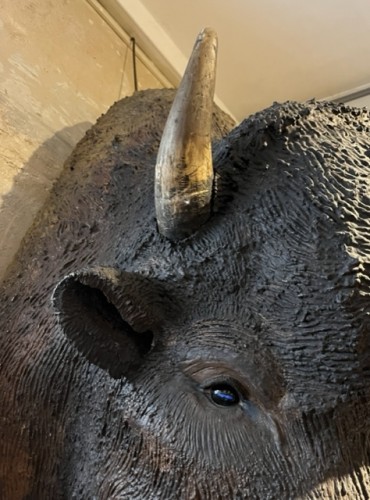 Life-size &quot;papier mâché buffalo head, 1880-1920 - 