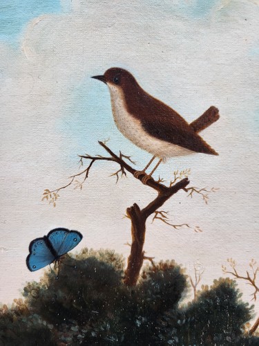 19th century - Birds, Insects, and Butterflies, signed P NEUMANN