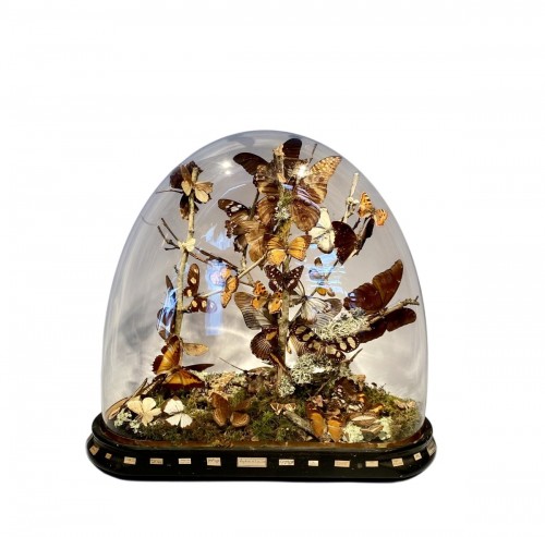 Globe en verre aux papillons, fin du XIXe siècle