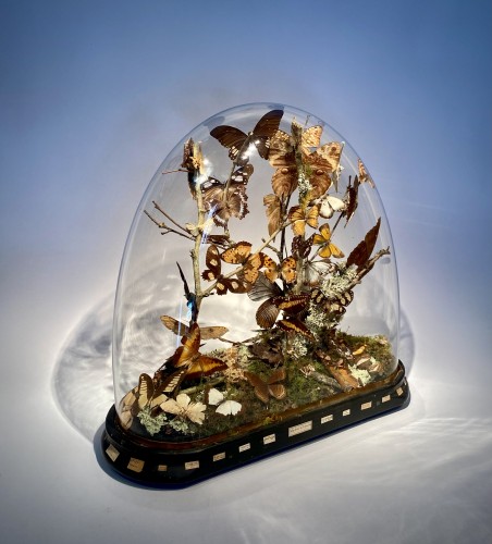 Globe en verre aux papillons, fin du XIXe siècle - Objets de Curiosité Style Napoléon III