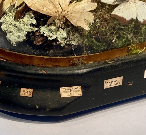 Objets de Curiosité  - Globe en verre aux papillons, fin du XIXe siècle