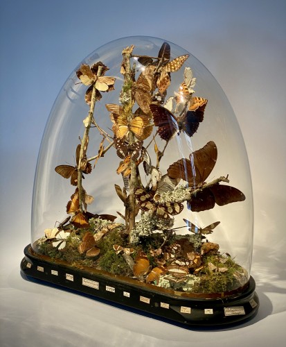 Globe en verre aux papillons, fin du XIXe siècle - Herwig Simons Fine Arts