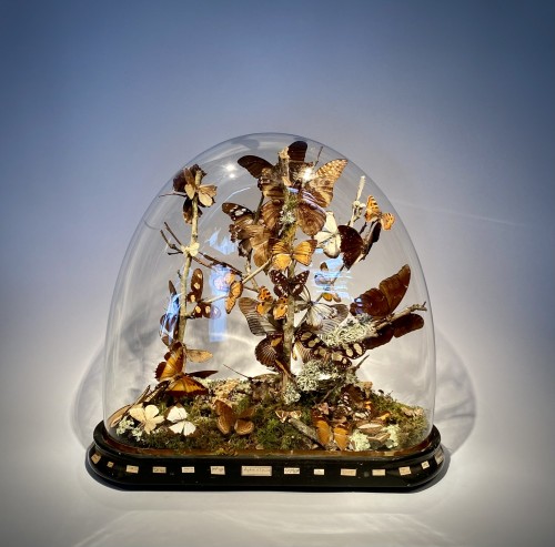 XIXe siècle - Globe en verre aux papillons, fin du XIXe siècle