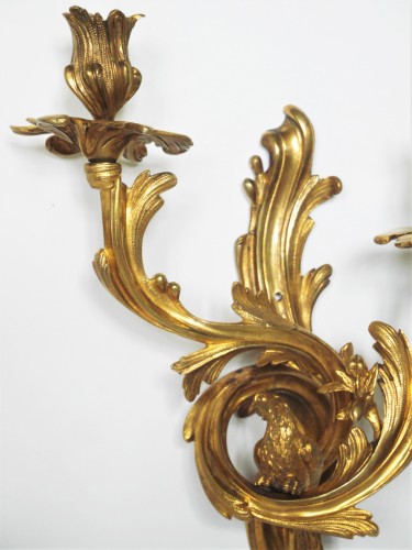 XVIIIe siècle - Paire d'appliques au perroquet, Louis XV