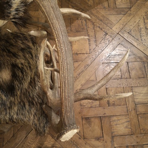 Antiquités - Deer And Elk Antler Armchair