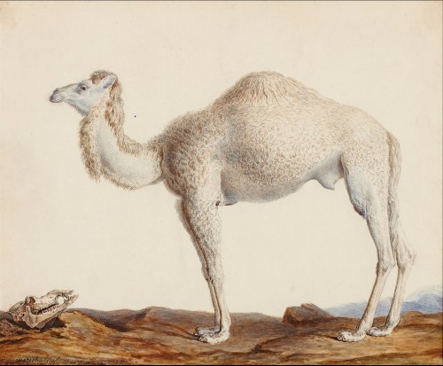 Nicolas Maréchal (1753 -1803), a Dromedary