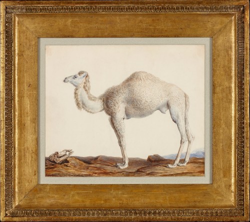 Nicolas Maréchal (1753 -1803), a Dromedary - Paintings & Drawings Style Empire