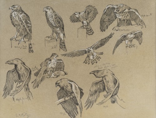Georges-Frédéric Rötig (1873-1961), étude de rapaces - Tableaux et dessins Style Années 50-60