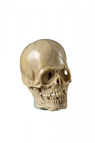 Kogyoku – Grand crâne en ivoire articulée