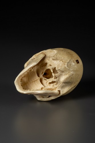 Asian Works of Art  - Kogyoku – A large Japanese skull