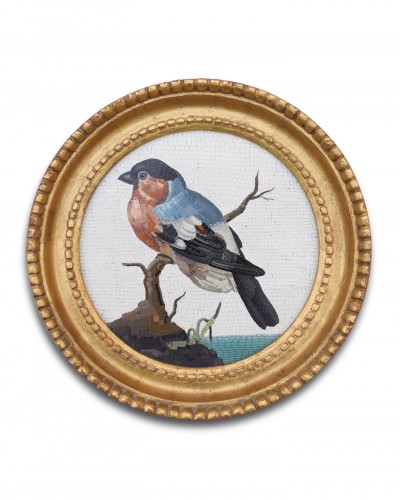 19th century - Large framed micromosaic plaque with a bull finch. Rome, circa. 1800.
