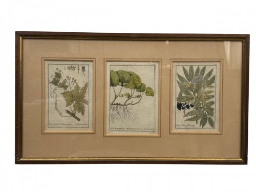 Gravures sur cuivre allemandes originales du XVIIIe siècle, rehaussées à la main.