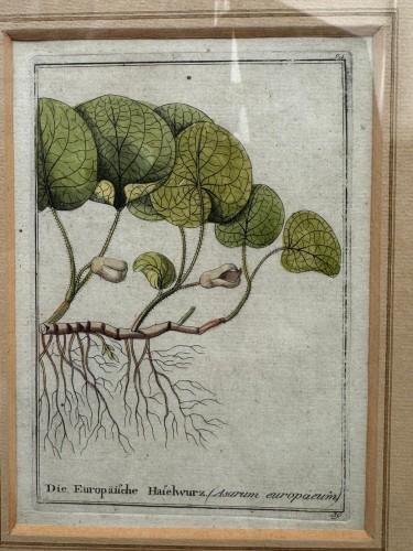 18th century - Original 18th-century German copperplate engravings, hand-colored.