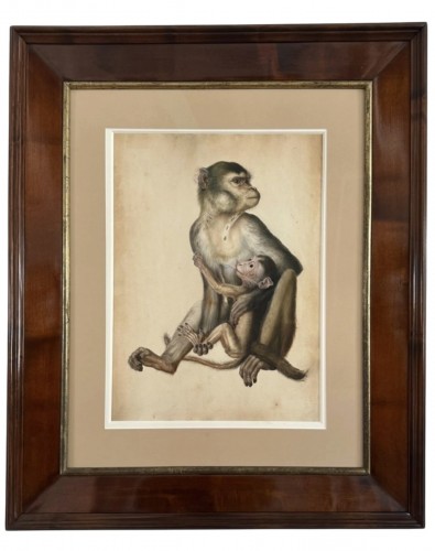 Eduard Gurk (1801-1841)  aquarelle « Maimon-Affe » (Macaque), c. 1818-1820