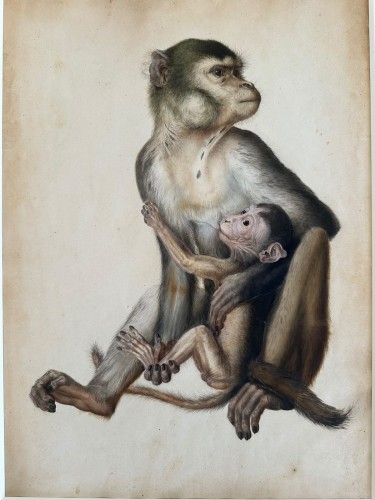 Eduard Gurk (1801-1841) "Maimon-Affe" (Macaque) watercolor c. 1818-1820 - Paintings & Drawings Style 