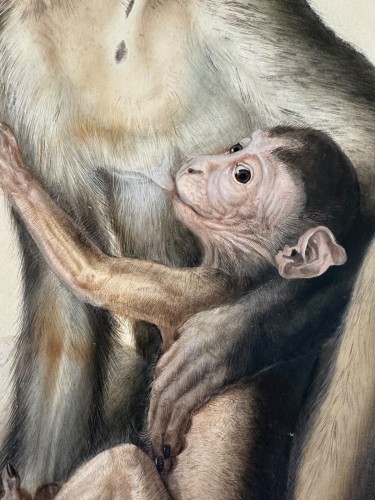 Eduard Gurk (1801-1841) "Maimon-Affe" (Macaque) watercolor c. 1818-1820 - 