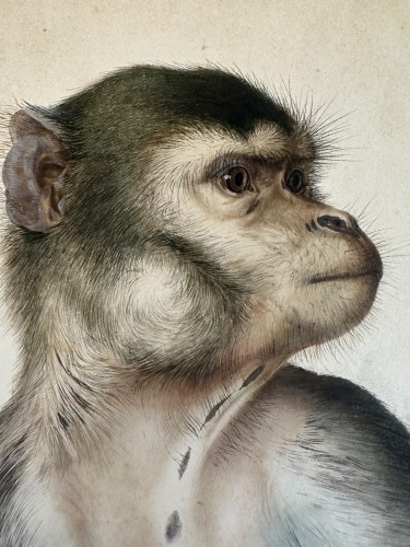 19th century - Eduard Gurk (1801-1841) "Maimon-Affe" (Macaque) watercolor c. 1818-1820