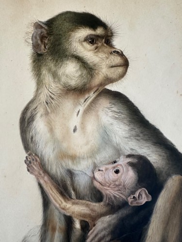 Eduard Gurk (1801-1841) "Maimon-Affe" (Macaque) watercolor c. 1818-1820 - 