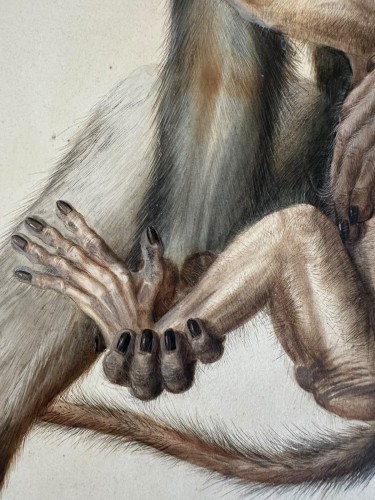  - Eduard Gurk (1801-1841) "Maimon-Affe" (Macaque) watercolor c. 1818-1820