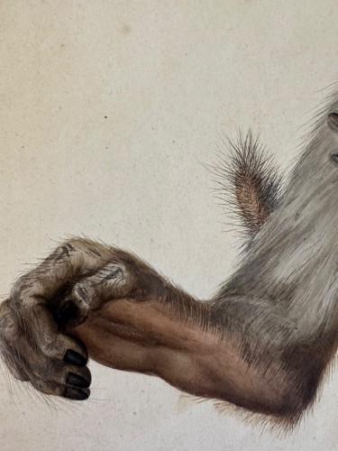 Antiquités - Eduard Gurk (1801-1841) "Maimon-Affe" (Macaque) watercolor c. 1818-1820