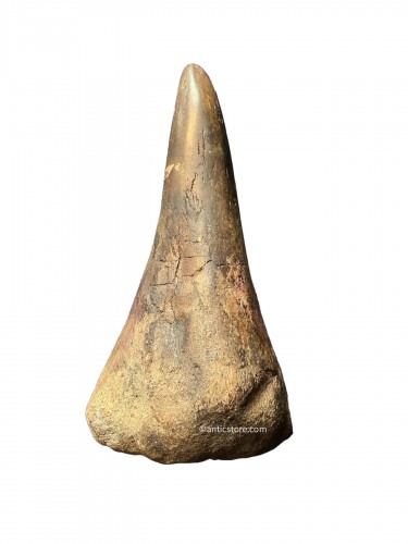 Fossile de corne de rhinoceros, Sibérie 50000-30000 ans