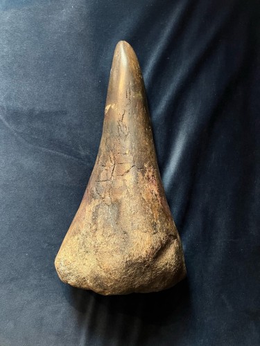Fossile de corne de rhinoceros, Sibérie 50000-30000 ans - Objets de Curiosité Style 
