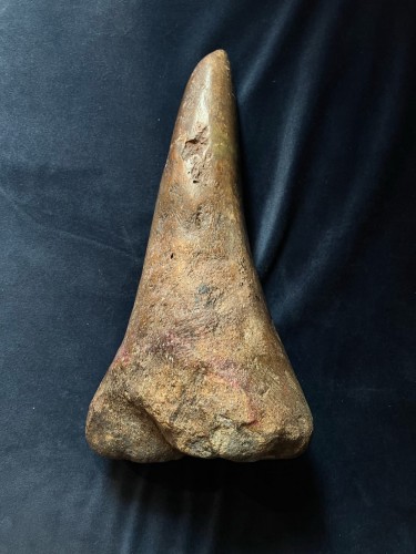 Objets de Curiosité  - Fossile de corne de rhinoceros, Sibérie 50000-30000 ans