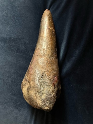Fossil of  Rhinoceros horn,Siberia  50000-30000 years old - 