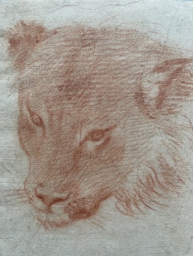 Italian School 17th Century, Study Of Felin - Paintings & Drawings Style Renaissance