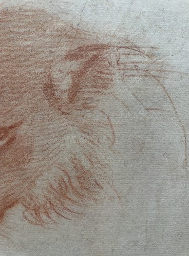 Paintings & Drawings  - Italian School 17th Century, Study Of Felin