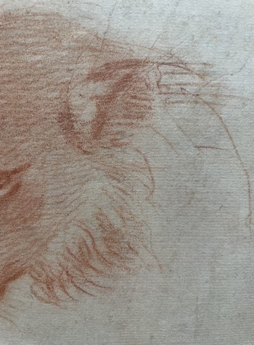 Tableaux et dessins Dessin, Aquarelle & Pastel - Étude de Felin - École Italienne du début du XVIIe siècle