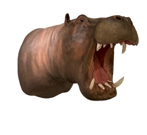 Trophée de taxidermie d’hippopotame (Hippopotamus amphibius)
