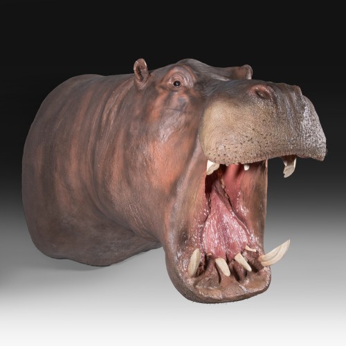 Trophée de taxidermie d’hippopotame (Hippopotamus amphibius) - Objets de Curiosité Style 