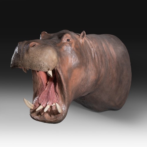 Objets de Curiosité  - Trophée de taxidermie d’hippopotame (Hippopotamus amphibius)