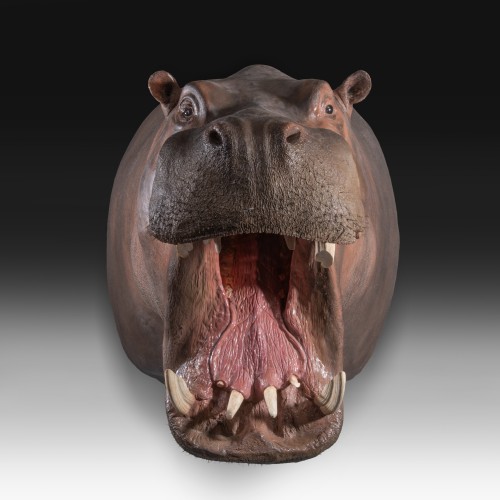 Trophée de taxidermie d’hippopotame (Hippopotamus amphibius) - Robin Kowalski Antiques