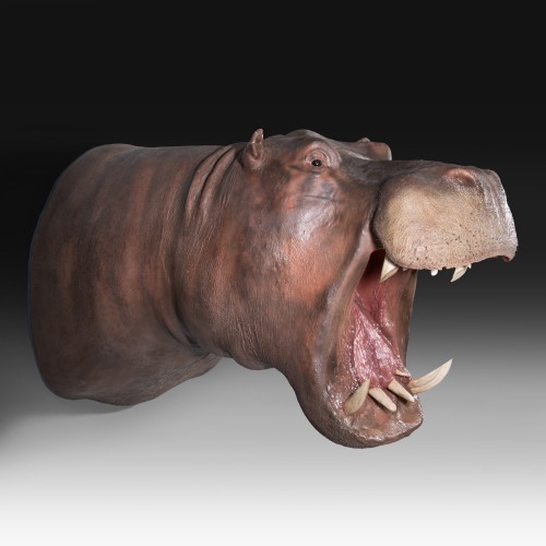 XXe siècle - Trophée de taxidermie d’hippopotame (Hippopotamus amphibius)