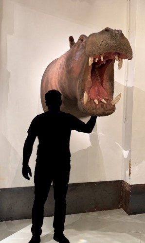 Trophée de taxidermie d’hippopotame (Hippopotamus amphibius) - 