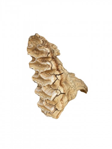 Dent de mammouth fossilisée (Pléistocène)
