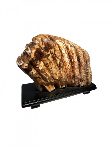 Molaire de mammouth fossilisée XXL (Pléistocène)