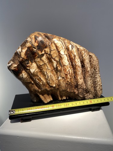 Molaire de mammouth fossilisée XXL (Pléistocène) - Objets de Curiosité Style 