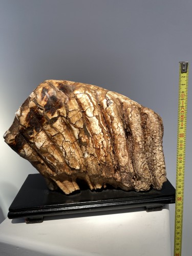 Objets de Curiosité  - Molaire de mammouth fossilisée XXL (Pléistocène)