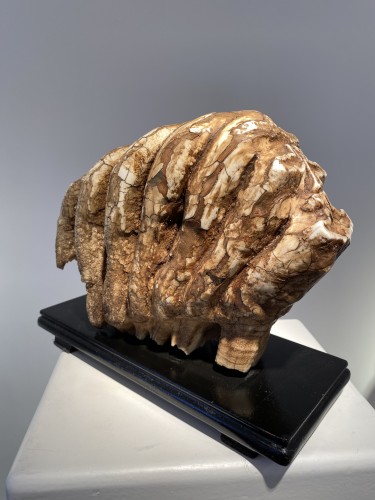 Avant JC au Xe siècle - Molaire de mammouth fossilisée XXL (Pléistocène)